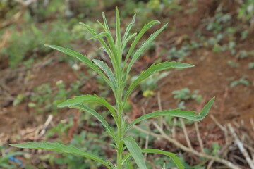 Green plant with serrated leaves against brown soil and other vegetation under natural light