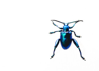 Blue beetle on white background