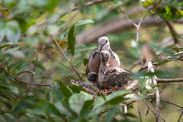 Spotted Dove - Spilopelia chinensis ceylonensis, bird in a nest with chicks