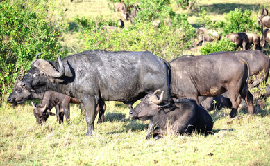  African Buffalo in the Kruger National Park , Wildlife scene from Africa nature,  Big animal in the habitat.  