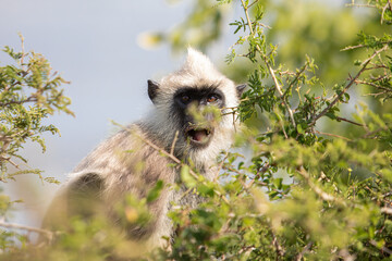 gray langurs, hanuman langurs, sacred monkeys of sri lanka