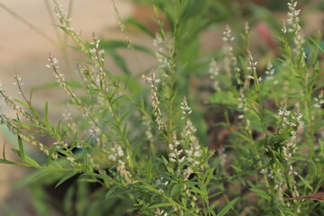 Small white flowers of Polygala paniculata on slender green stalks fill the frame, blurring into a natural brown soil background. Ideal for botanical and outdoor themes