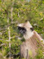 gray langurs, hanuman langurs, sacred monkeys of sri lanka