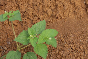 Croton hirtus (hairy croton) plant with vibrant green, broad leaves and small flower buds in a natural soil setting. Ideal for botany, nature, and herbal themes.