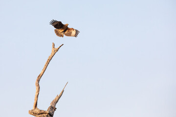 flying eagle against blue sky, wild bird watching