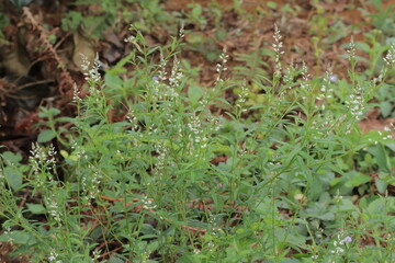 Green plants with white flowers populate a natural setting