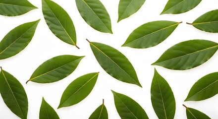 Scattered bay leaves arranged on a white surface creating a natural leaf pattern
