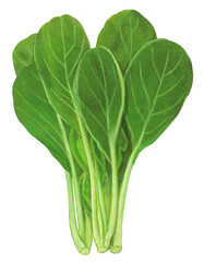 小松菜のイラスト