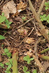 Java cardamom fruit, showcasing its unique shape and texture. Ideal for spice, culinary, and Southeast Asian themes.