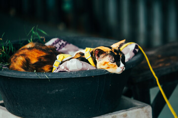 grilled chicken on the grill