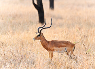Beautiful impala antelope on the savannah. Impala in Tanzania, Africa, and Kenya   