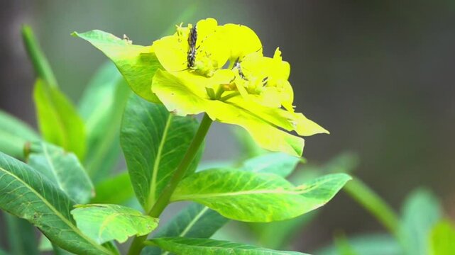Insect Pollinating Euphorbia rigida Flowers &ndash; 120fps Slow Motion 4K Footage