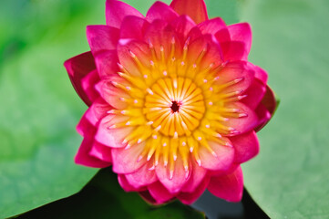 Beautiful pink waterlily or lotus flower in the pond.A peace scene in the countryside, Thailand