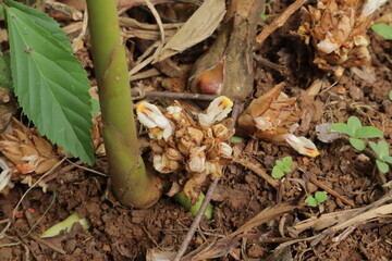 Plant base with green stem leaf  brown floral cluster on soil