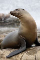A profile of a California sea lion on the cliffs and coastline of San Diego, California.  
