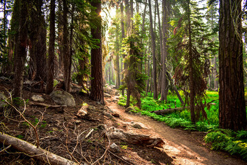 Light shining on path through forest, Sequoia National Park, California