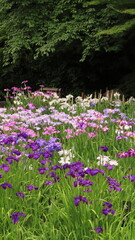 Colorful Iris Flowers Blooming in Garden