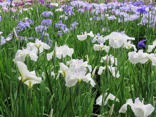 Iris Blossoms in Early Summer