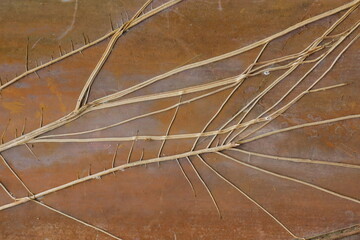 Tan tendrils sprawl across an ochre mottled surface with delicate offshoots