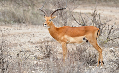 Beautiful impala antelope on the savannah. Impala in Kenya, Tanzania, Africa