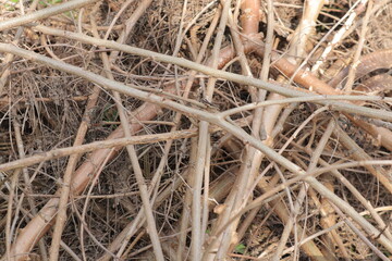 Tangled branches and twigs strewn on ground intricate network of dry brown wood