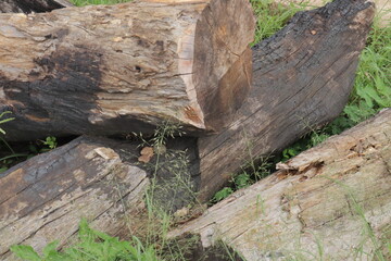 Obraz premium Three weathered logs lie amidst green grass displaying wood grain and charring details