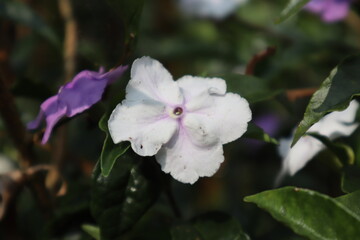 Vibrant Brunfelsia latifolia flower with five petals, a dark center, and glossy green leaves. Captures nature's beauty and elegance. Ideal for floral, garden, and tranquil themes.