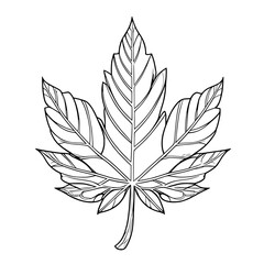Mapple leaf vector illustration