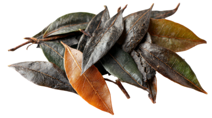 withered leaves isolated, transparent background