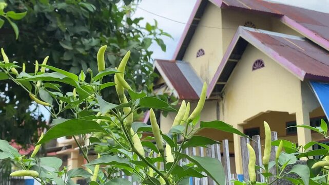 Chili plants in front of a countryside house.