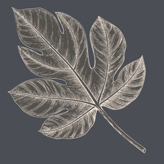 Detailed illustration of large leaf with intricate vein patterns, showcasing its natural beauty and texture against dark background