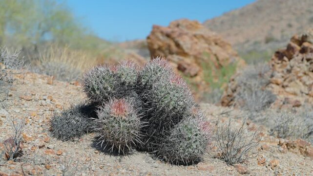 Panning shot of a cluster of barrel cactus in the desert with rocks in background