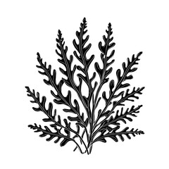 Seaweed vector illustration