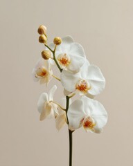 Obraz premium Eliza Doolittle Day Orchid Stem with Elegant Metallic Petals and Unopened Buds - Luxury Floral Aesthetic for Spring Equinox and Mothers Day Marketing Campaigns