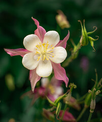 Close-up of the Rose Queen columbine (Aquilegia caerulea) showcasing its delicate pink and white petals with spurred tips and soft green foliage.