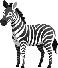 zebra isolated on white background