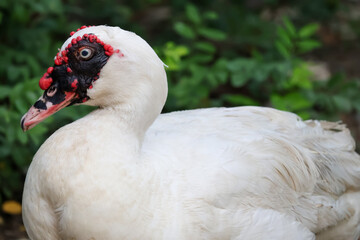 The white Duck is stay in nature garden