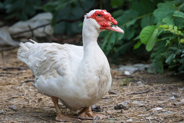 The white Duck is stay in nature garden