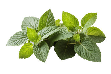 Patchouli Leafs Organic Skin Remedy