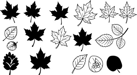 black maple leaves on white background; autumn design element