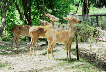   Deer in the open zoo in Thailand  