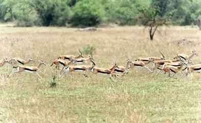 Small antelope  in the wilderness of Africa, Kenya