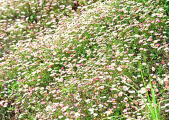Beautiful wild flower field in the morning