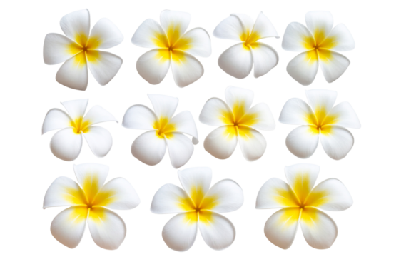 Set of White and Yellow Plumeria Flower with Soft Shadows, isolated on a transparent background - Powered by Adobe