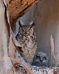 Great Horned Owl (Bubo virginianus) nest with owlet 