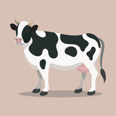 dairy cow in isolated background