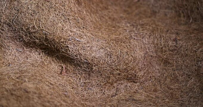natural coconut fiber used in the mattress to provide rigidity, made from coconut shavings glued together part of an old used mattress, closeup