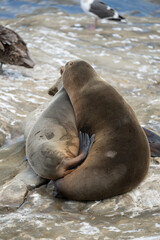 Fototapeta premium Two Sea Lions Snuggle On The Rocks at Point La Jolla