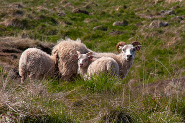 Fototapeta premium North east Iceland, sheep with lambs in pasture 