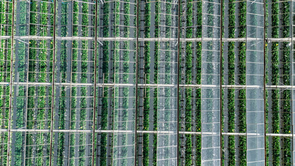 Greenhouse aerial drone view background from above, large industrial greenhouses for growing vegetables, modern plantation glasshouse area, agriculture in the Netherlands